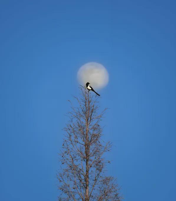 辛弃疾词牌锁死现象的技术解构:七首神作如何定义豪放词巅峰 影视小说