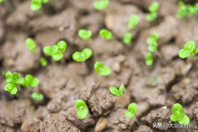  从节气养生到行为哲学：深度拆解农历二月十三民俗禁忌的底层逻辑 文化旅游